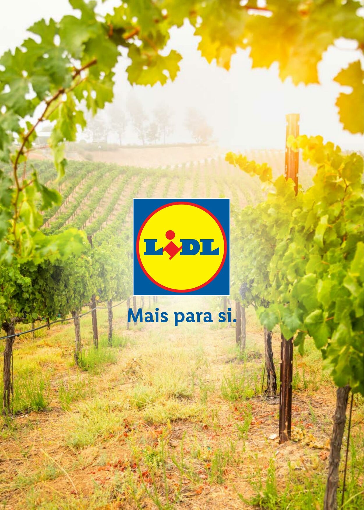 Folheto Lidl 29.07.2022 - 31.08.2022